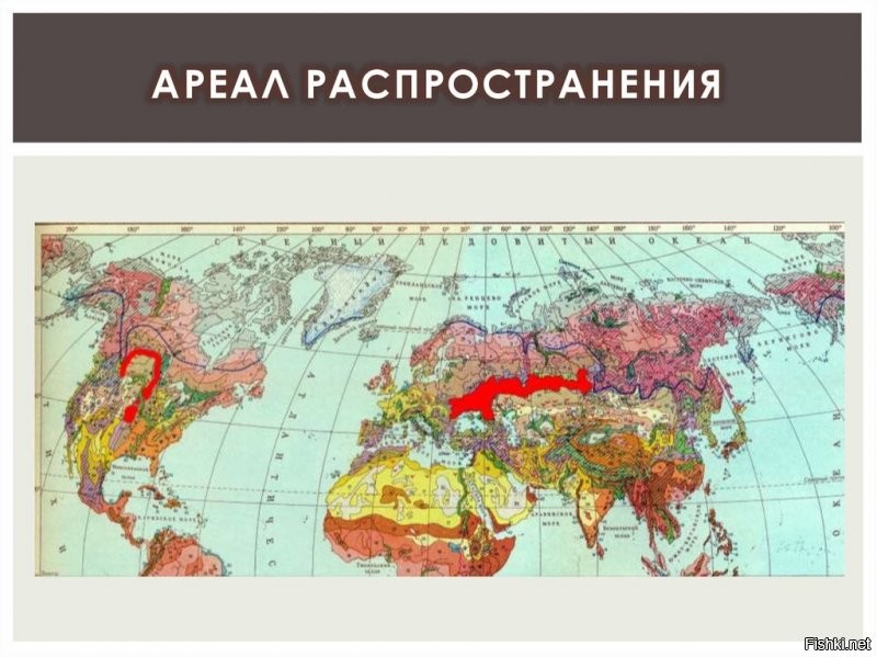 значительная часть российских и украинских чернозёмов

Ну это уже край.....

Черноземный пояс это плод степей вечной мерзлоты времен оледенения. 

В Америку тоже из Афгана занесло? Если собрать весь чернозём, Афганистан можно по верхушки гор засыпать.