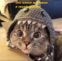 Да ты просто скучающий долбозавр! 
Твои разговоры с собой показывают нестабильность психики. Обратись к специалисту, или договоришься до цугундера, бедняжка. Кушай таблетки, лечи тараканов головы, здоровья тебе!