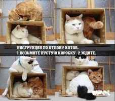 Они созданы друг для друга: коты и коробки