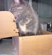 У нас одна кошка любит картонные коробки жрать: вот просто сидит и жрёт, прогрызает большую дыру и принимается за следующую коробку. Самое большое счастье для нас было при переезде - как мы их не накрывали и не ставили, она всё равно выгрызала в них дыры. Ну мы махнули рукой, нравится - пусть жрёт. Пришли строители ремонт делать, смотрят на эти коробки и спрашивают: "А что у вас в квартире крысы есть?". Ага, одна зеленоглазая мяукающая серая мышь :)