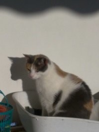 Коробку мне! Коробку!