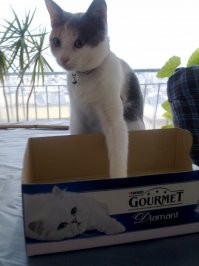 Коробку мне! Коробку!