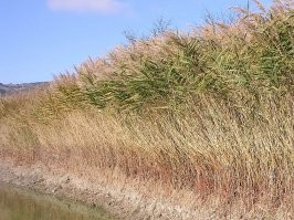 Ну опять двойка по ботанике! Ну зачем опять Тростник обозвали Камышом???
На первом фото Тростник, на втором Камыш.