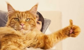 "Великие таланты..."