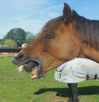 Это не лошадь-матрёшка! Это какая-то чужая лошадь..