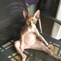 вот лысые , выбирай