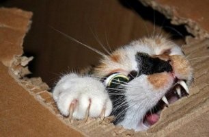 Они созданы друг для друга: коты и коробки