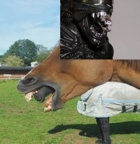 25 фотографий, сделанных точно в нужный момент