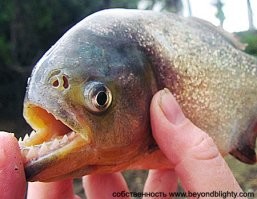 пиранья это Красный Паку, и хоть и относится к виду пираньевых, но зубы у него совершенно другие и в природе основу его рациона составляют орехи