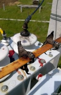 Почему птиц не бьёт током, когда они сидят на проводах под огромным напряжением?