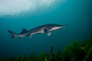 Выпустите кто-нибудь ее в Волгу, а то осталась теперь только на гербе Саратова