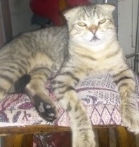 Смотрю на фото, и такое чуство что от Мамы съе.. ался кот и теперь живет в чужой квартире