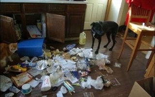 Не только выть...
Знаю по себе.