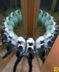 Убойные отражения, которые произошли случайно и серьезно подставили героев поста