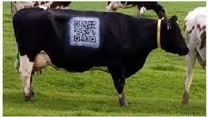 Бессовестная корова шокировала посетителей ресторана