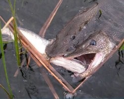 Щуку сгубила жадность и любовь к халяве