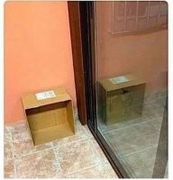 Кот Шрёдингера