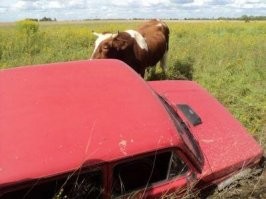 Насчет быка.....личный опыт.....сука! пол часа гонял вокруг машины.....ревел как паровоз....сука!