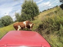 Насчет быка.....личный опыт.....сука! пол часа гонял вокруг машины.....ревел как паровоз....сука!