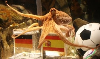 А ещё он могёт предсказывать исходы матчей, не долбо*б канешн, осьминог!