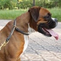 Описание сумбурное, но суть предана верно: это классический ошейник-удавка. Используется он вот так, если кто не знает.