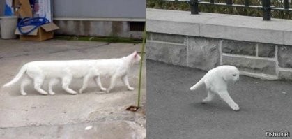 Панорамные снимки способны превратить очаровательных питомцев в неведомых зверушек