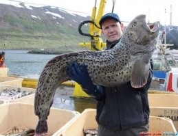 зубатка она же морская собака, и интереснее и вкуснее)))))))))))))))))))))