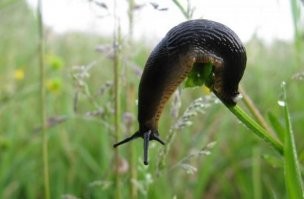 Вот с этими дело обстоит гораздо хуже-