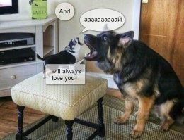 17 весёлых изображений, доказывающих, что животные - это люди в "шубах"