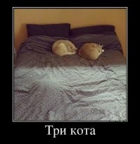 О том, что придумал хитрый рыжий кот и как о нём позаботились хозяева