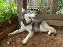 маламут Роузи )))