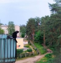 У нас соседи на 5 этаже кота на улицу не выпускают, но на балкон ему ходить разрешается. Я, блин, боюсь даже на него смотреть - мне дурно делается. Говорят, падал и не раз. 
Вот в этом случае я даже не знаю, что лучше - самовыгул или вот так на 5 этаже "гулять"...... Мы категорически не понимаем таких людей - ну на хрена ты скотину заводил? Пусть бы себе жила бездомышем дворовым.