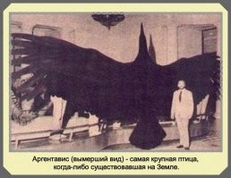 Не самая крупная птица, а самая крупная ЛЕТАЮЩАЯ птица.