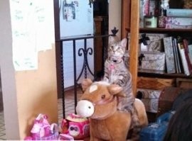 Лошадка-качалка разве не бычок? ))

Классный пост! Смотрела фотки и лыбилась. )