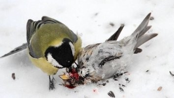 Тот кто делал картинку про синицу и сало, плохо знает эту забавную птицу.