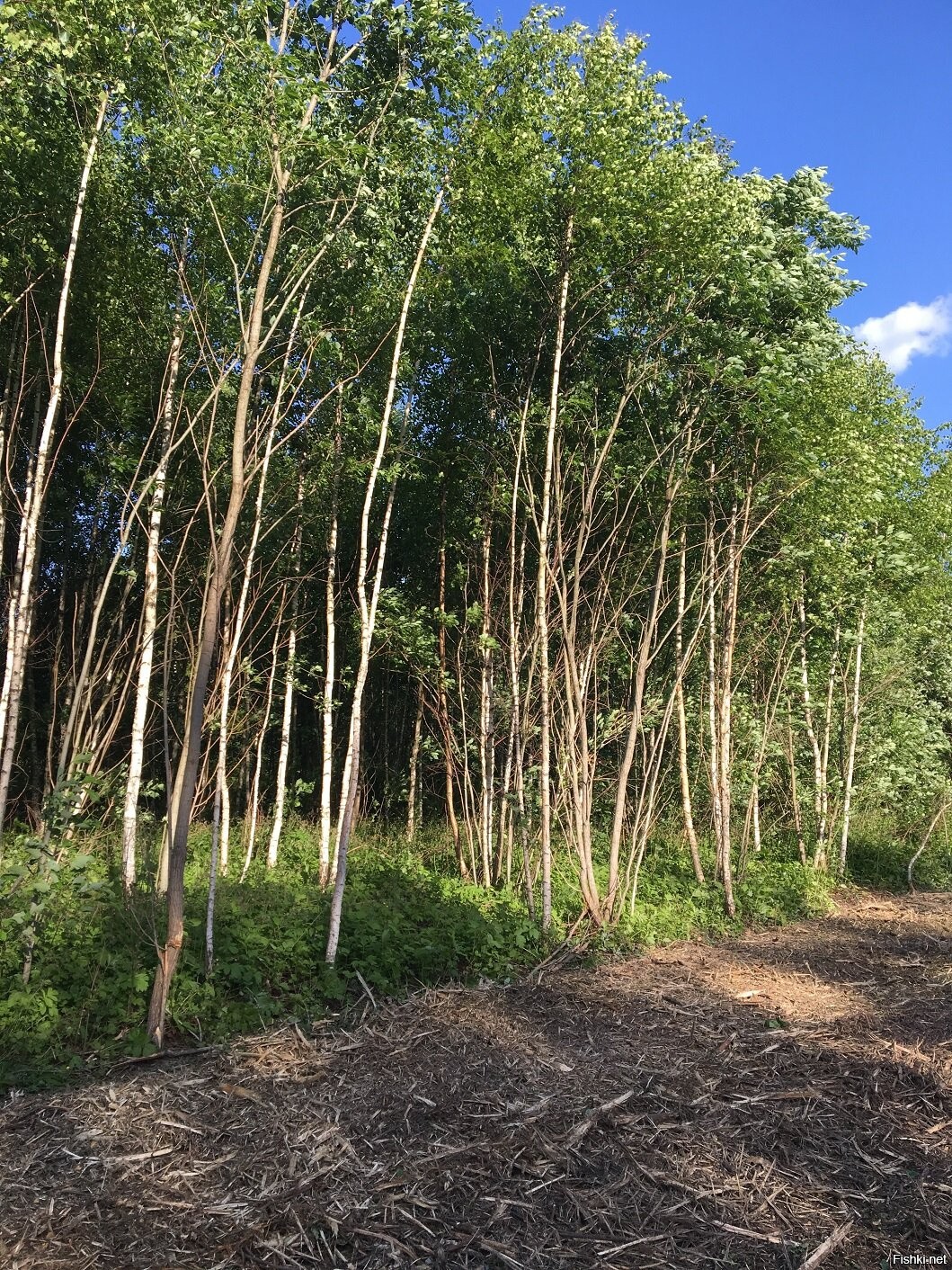 Тонкомерный подлесок это. Подлесок в лесу. ПОДЛИСОК. Деревья для подлеска.