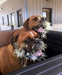 Этих напомнило