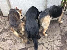 С собакой в квартире. Норма?