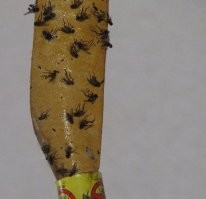 Веселые дорожники помогли незадачливой девушке