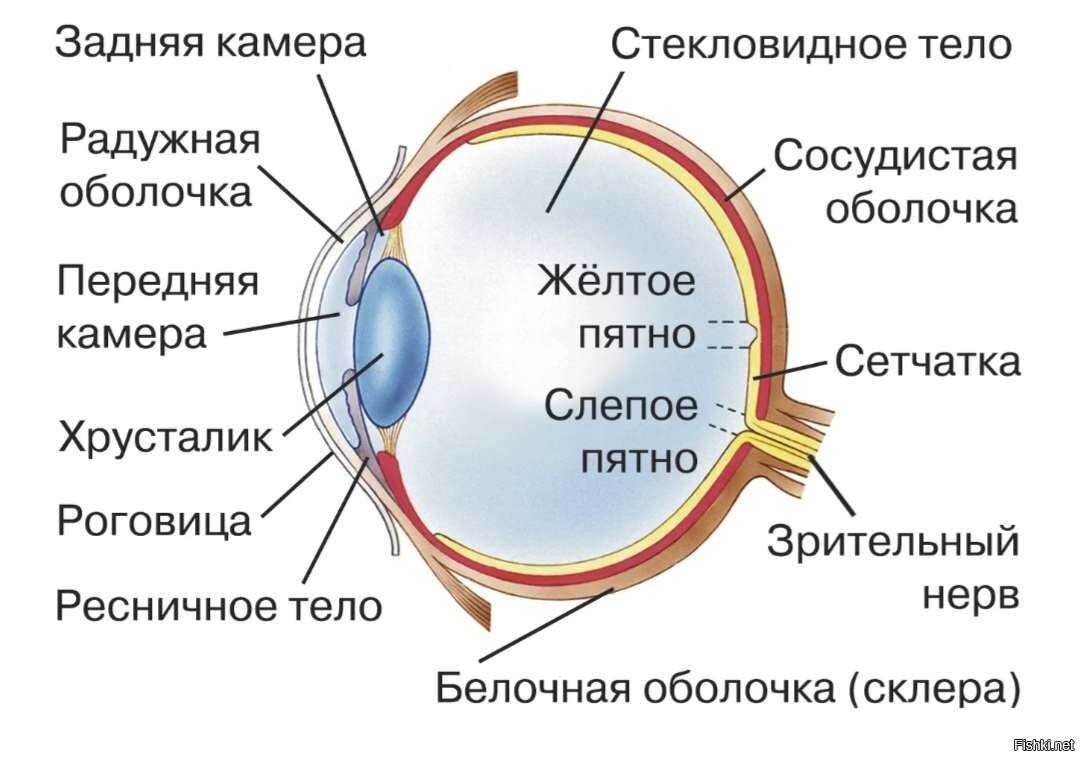 Схема внутреннего строения глаза. Строение е глаза. Схема внутреннего строения глаза. Строение зрительного анализатора глазное яблоко. Строение е глаза.