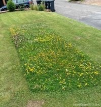 Ага, для пчёл.
Ленивого газонокосильщика, надо полагать, уже уволили?