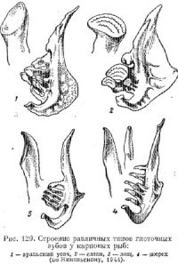 положим это обычные глоточные зубы карпа