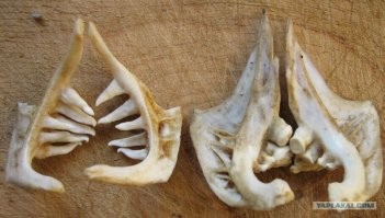 Глоточные зубы какой нибудь рыбы