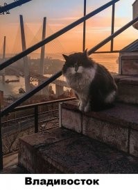 Владивоскот