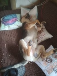 Сестра притащила комочек 8 месяцев назад.. Боялся всего, ничего не понимал.