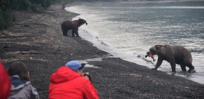 Медведи устроили себе "пляжную вечеринку"
