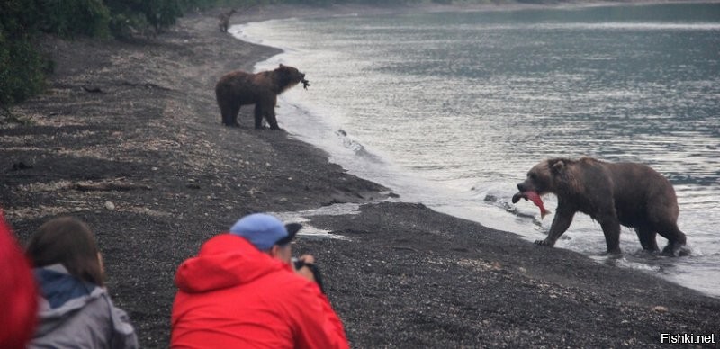 Медведи устроили себе "пляжную вечеринку"
