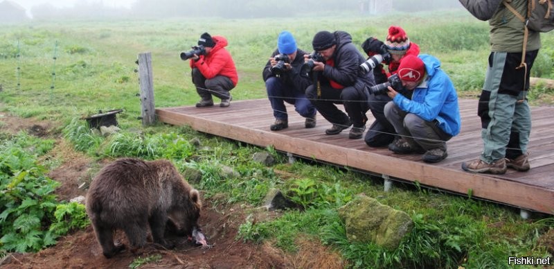 Интересно, что на Аляске медведей снимает камера слежения, а на Камчатке можно всё это наблюдать вживую. Есть такое Курильское озеро, где нерестится лосось. В это время на озере собираются десятки медведей на рыбалку.