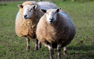 Девушки поучаствовали в очень странном соревновании