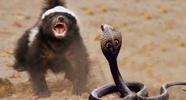 А медоеда не убьёт, он только поспит малёк, проснётся здоровым и доест эту тварь. )